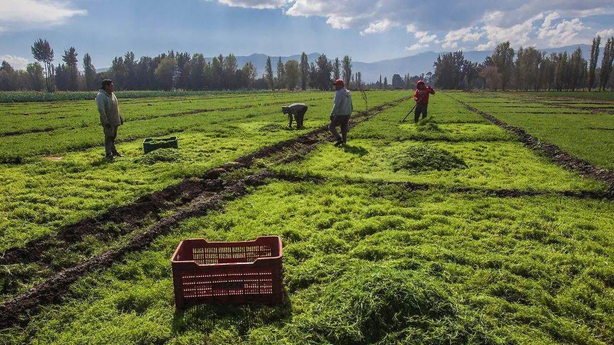 Economía mexicana crece 1 en agosto, indica el Inegi